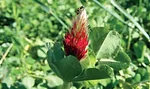 Crimson-Clover.jpg