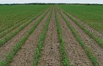 Row-study-1-resize.jpg