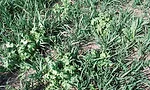 Steffen-covers.jpg
