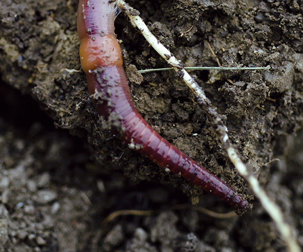 How Earthworms Build Better No-Till Soils, Yields