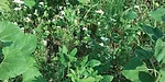 sunflowers_cowpeas_buckwheat_506.jpg