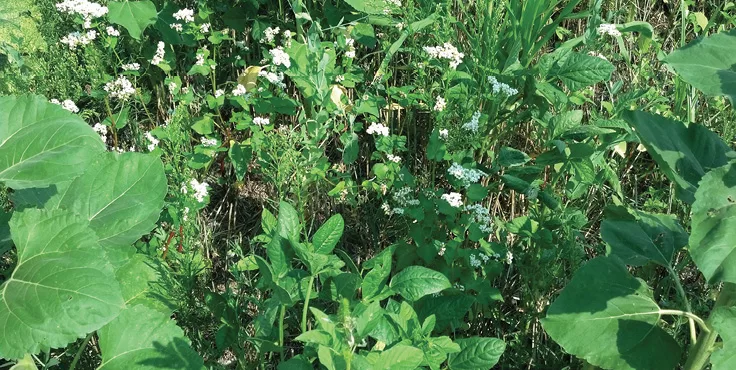 sunflowers_cowpeas_buckwheat_506.jpg