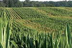 field