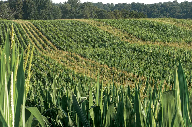 field