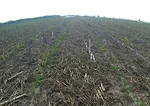 field