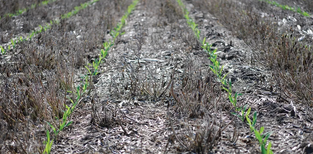 field 2
