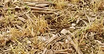 Dirt