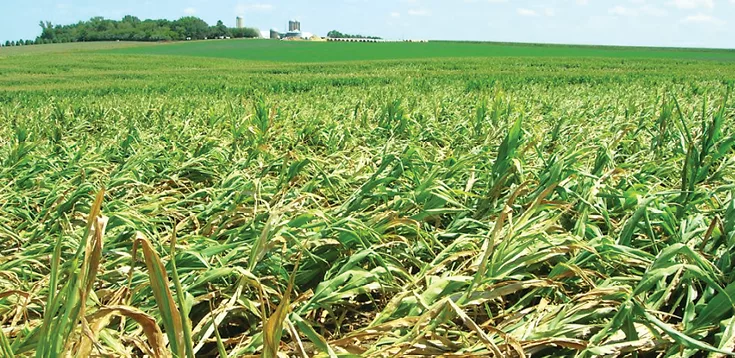 Lodged-corn.png