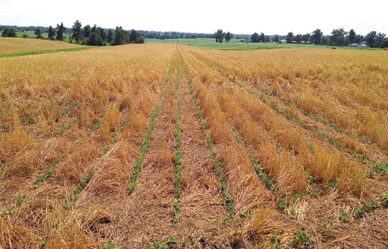Cover Crops