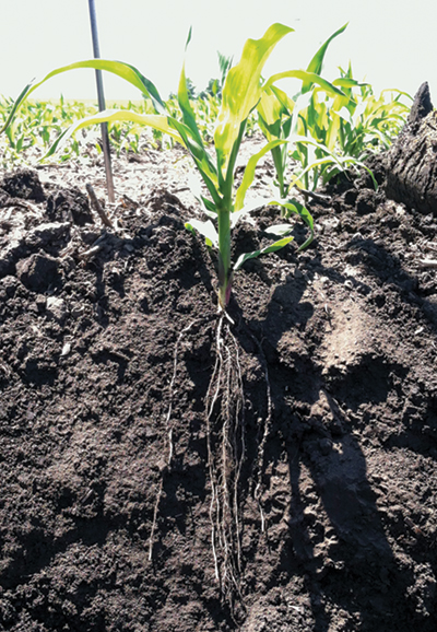 corn-roots-2.jpg