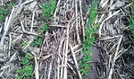 Beans-No-Tilled-in-Heavy-Stalks.jpg