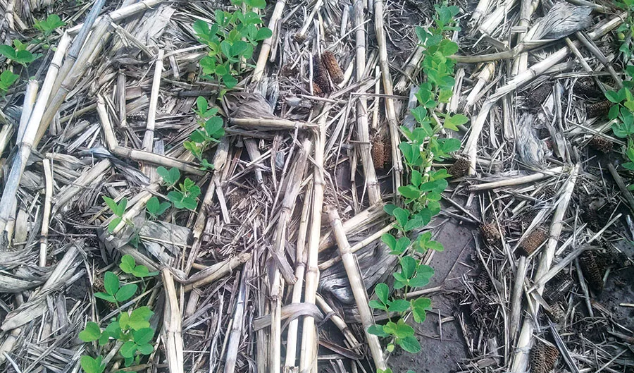 Beans-No-Tilled-in-Heavy-Stalks.jpg