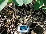 No-tilled-soils.jpg