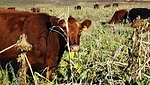 Grazing-covers.jpg