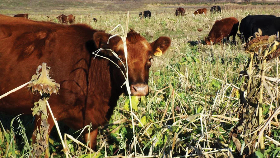 Grazing-covers.jpg