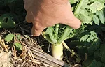 Less Iron, More Cover Tames Tough Plains Soils