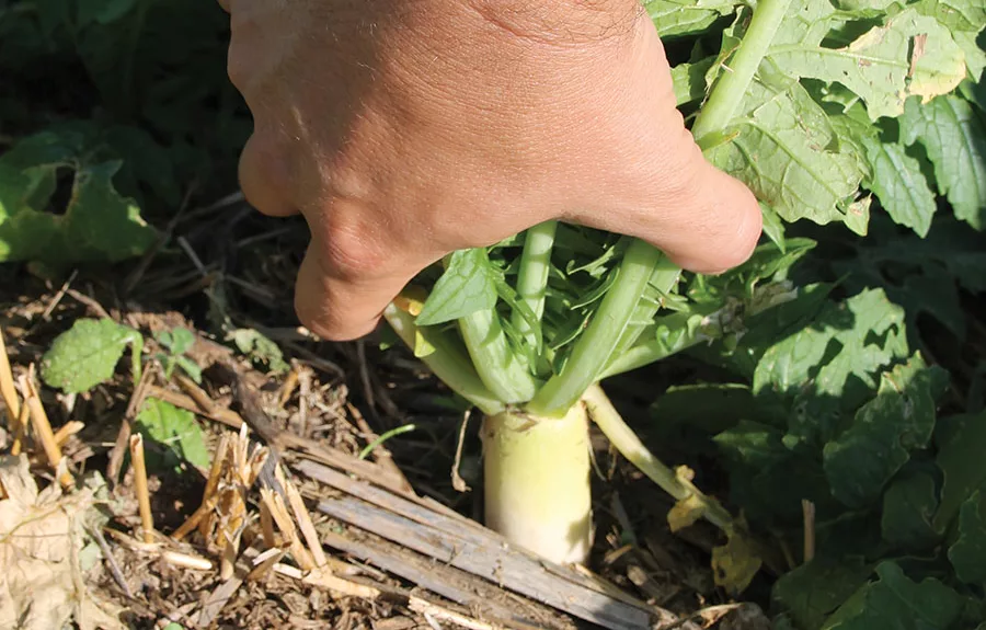 Less Iron, More Cover Tames Tough Plains Soils