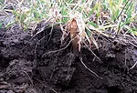 radish.jpg