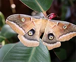 Butterfly-copy.jpg