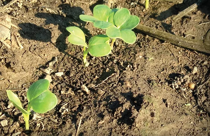 Oilseed-radish.jpg