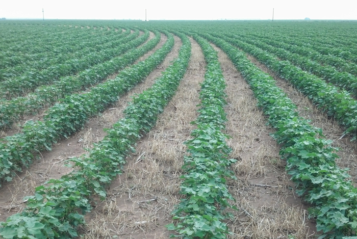 carthel no-till crops