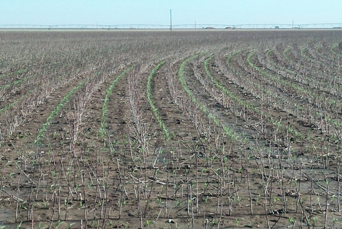 carthel no-till crops