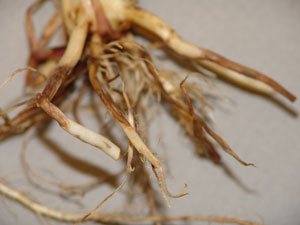 Rhizoctonia root rot