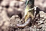 black cutworm