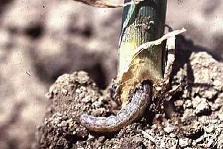 black cutworm