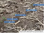 soybean stand