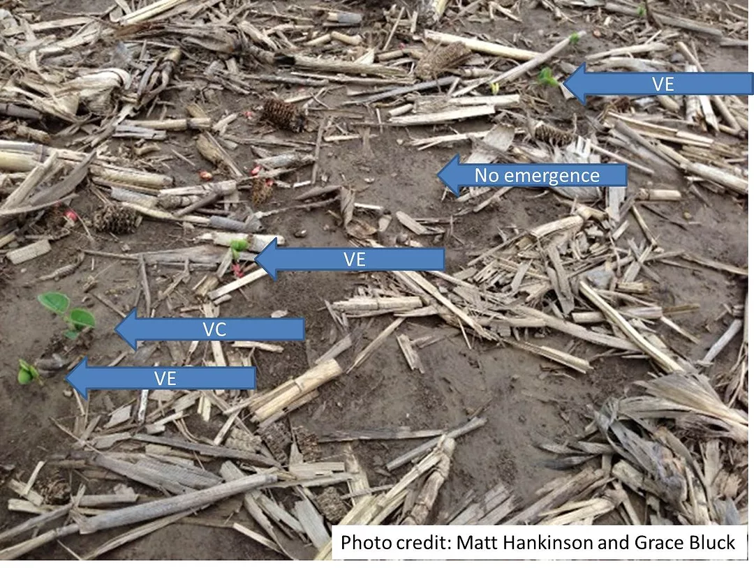 soybean stand