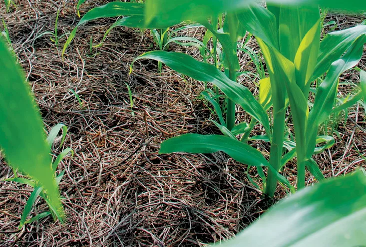 Curran-corn_in_hairy_vetch.jpg