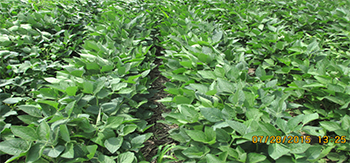 XtendiMax-post-soybeans-F2-copy.jpg