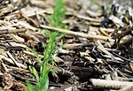 Strip-Till_closeup.jpg