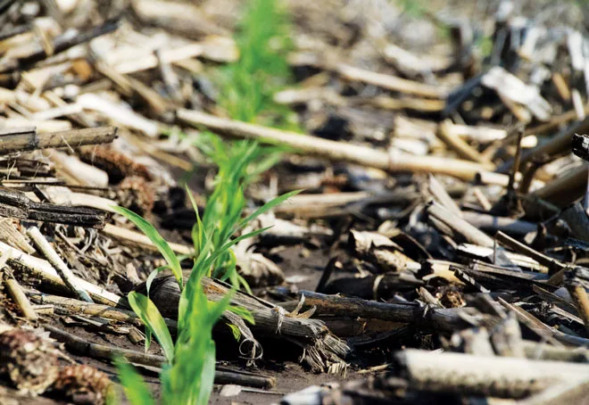 Strip-Till_closeup.jpg