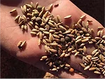 Seed-selection.png
