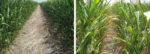corn-skip-row-composite.jpg