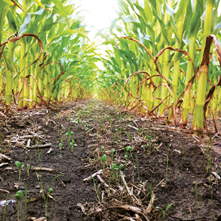 Corn with cover crop