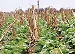Winter canola may be a good alternative crop for no-tillers