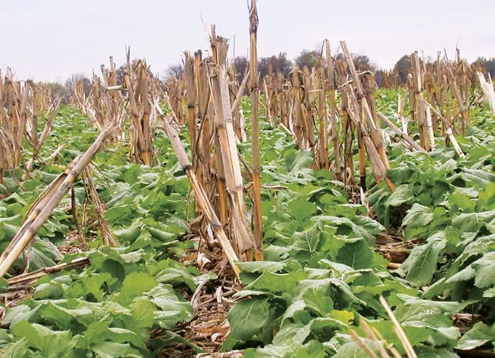 Winter canola may be a good alternative crop for no-tillers