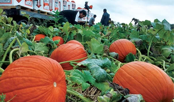 loading_no_till_pumpkins.jpg