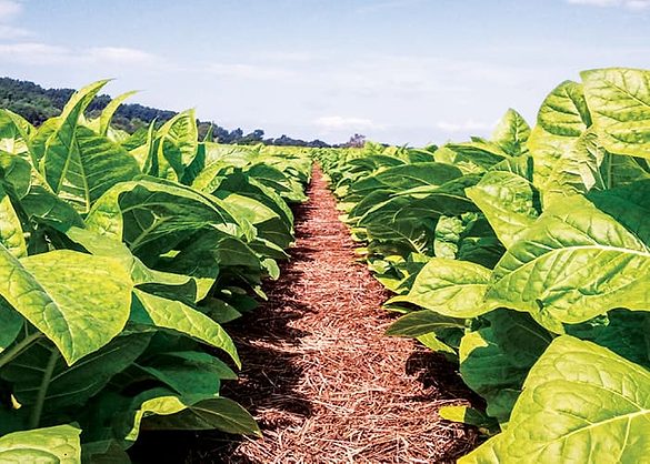 No-Tilling Tobacco Saves the Soil, Preserves Yields