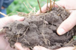 soil organic matter