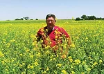 Mustard-overpower-2.jpg