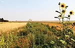 Pollinator_field_borders_Montana_Jennifer_Hopwood_Xerces_Society-1.jpg