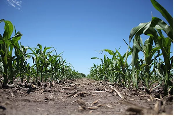 corn_nitrogen