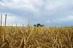 Wheat-residue.jpg