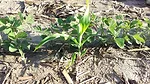 Volunteer_corn