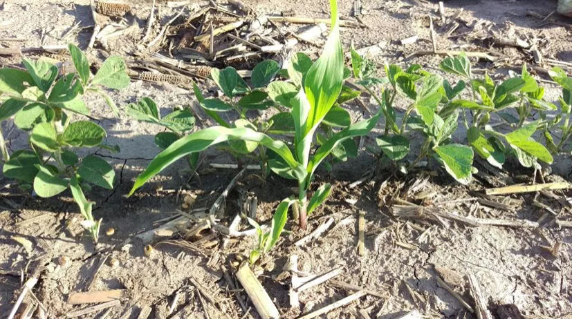 Volunteer_corn