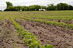 sulfur_soybeans